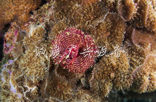 （環(huán)境）（7）五彩斑斕的水下世界
