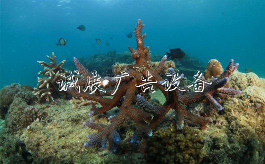 （環(huán)境）（2）五彩斑斕的水下世界