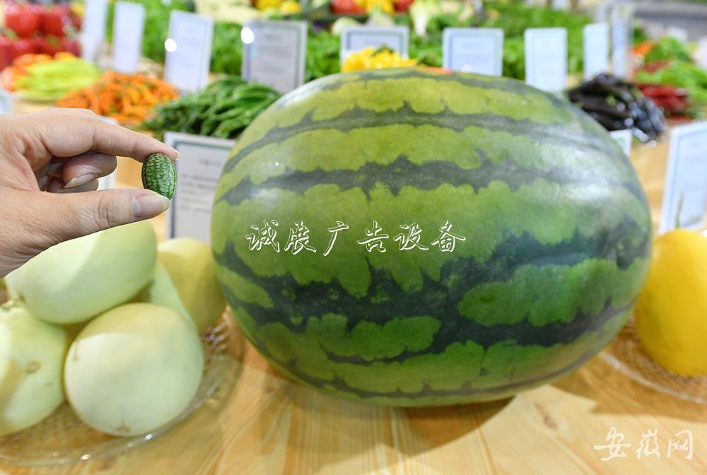 農(nóng)交會上的“分類垃圾亭大”與“小”