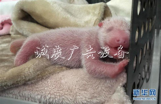 （社會(huì)）（4）“遲到的大熊貓寶寶”
