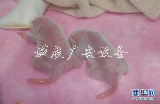 （社會(huì)）（1）“遲到的大熊貓寶寶”
