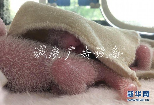 （社會(huì)）（2）“遲到的大熊貓寶寶”