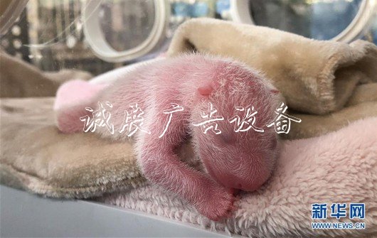 （社會(huì)）（3）“遲到的大熊貓寶寶”
