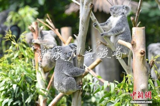 資料圖：考拉。<a target='_blank' href=''>中新社</a>記者 陳驥旻 攝