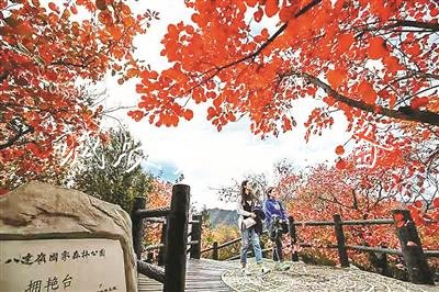 八達嶺彩葉景觀比市區(qū)提早半個月