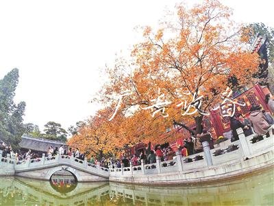 19日開始的三個周末 北垃圾箱京香山將迎紅葉觀賞高峰日
