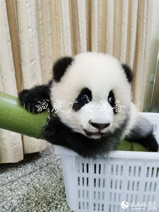 圈粉無(wú)數(shù)！成都網(wǎng)紅大學(xué)校宣傳欄熊貓“績(jī)笑”今日被認(rèn)養(yǎng)