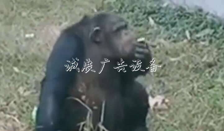 黑猩猩“抽煙” 煙是游宣傳欄廠家客給的！事發(fā)合肥野生動物園