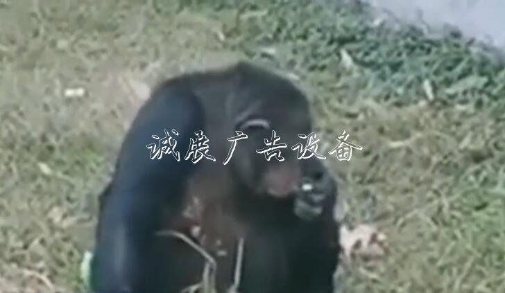 黑猩猩“抽煙” 煙是游宣傳欄廠家客給的！事發(fā)合肥野生動物園