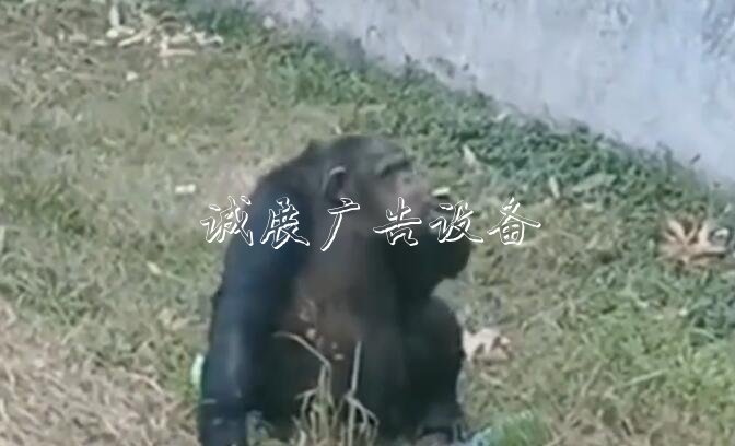 黑猩猩“抽煙” 煙是游宣傳欄廠家客給的！事發(fā)合肥野生動物園