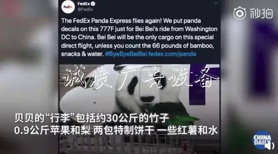 旅美大熊貓回家聽不懂學校宣傳欄中文咋辦？網(wǎng)友操碎了心