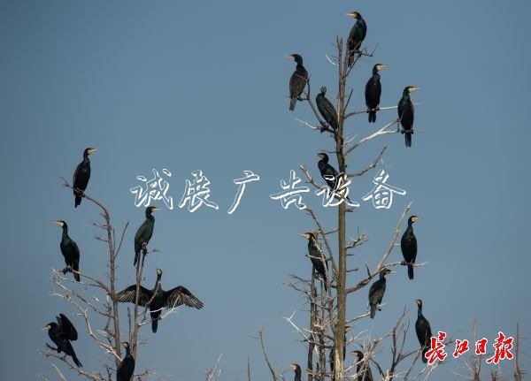 濕地保護(hù)得好不社區(qū)宣傳欄好，主要是看鳥