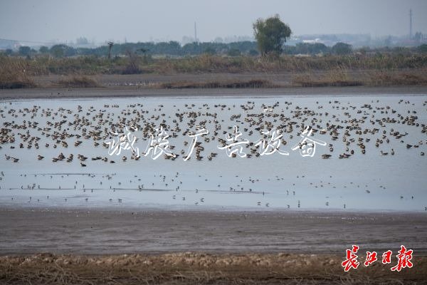 濕地保護(hù)得好不社區(qū)宣傳欄好，主要是看鳥