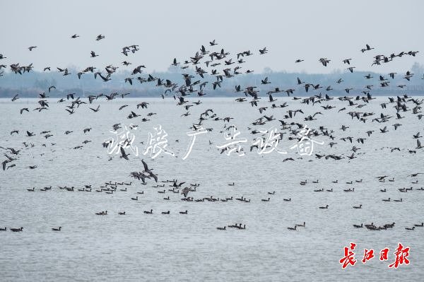濕地保護(hù)得好不社區(qū)宣傳欄好，主要是看鳥