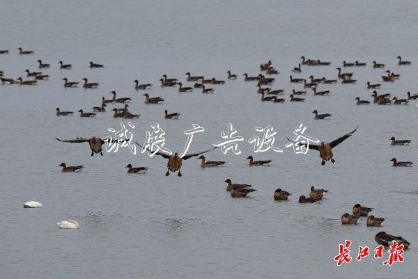 濕地保護(hù)得好不社區(qū)宣傳欄好，主要是看鳥