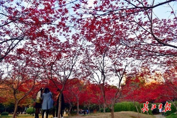 兩座公園兩文化宣傳欄種“楓情”