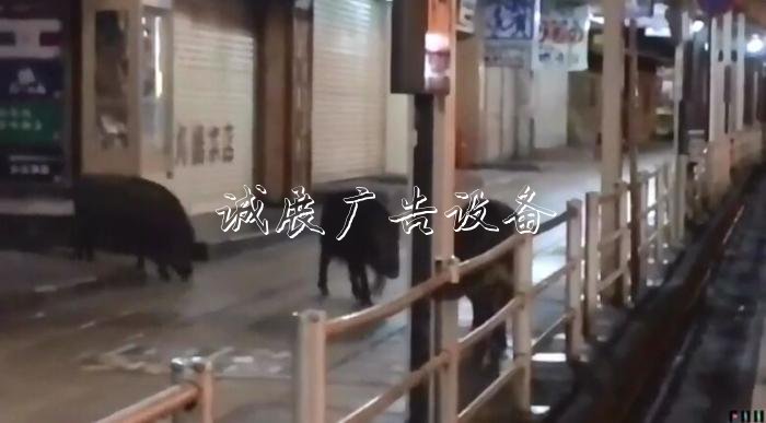 出沒于日本箱根町的野豬。圖片來源：日本富士電視臺視頻截圖