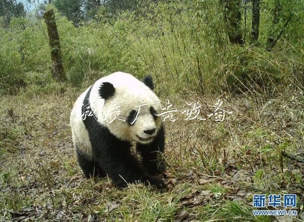 森林巡護(hù)員：野生路牌大熊貓棲息地守護(hù)者