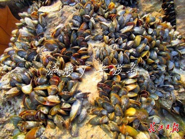 武漢江灘出現(xiàn)數(shù)以萬計(jì)文化宣傳欄貝殼，它們的身份讓人意