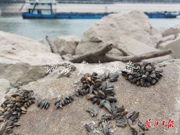 武漢江灘出現(xiàn)數(shù)以萬計(jì)文化宣傳欄貝殼，它們的身份讓人意