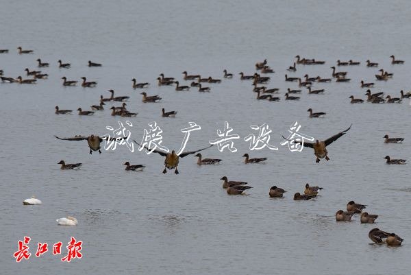 快來推薦你心目中的市滾動式燈箱鳥吧！武漢市市鳥評選啟