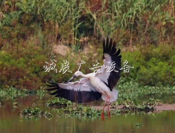 西溪濕地造福杭州路燈燈箱城，他見(jiàn)證10年巨變