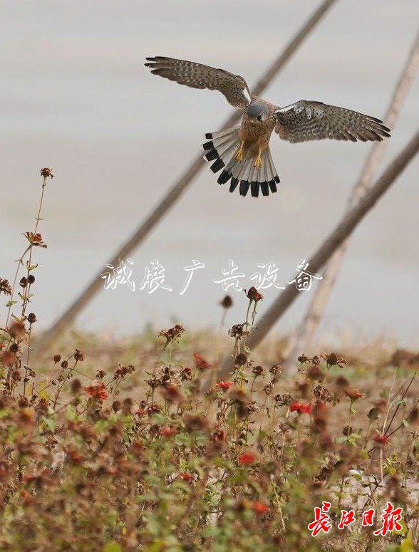 “城市小獵人”紅隼現(xiàn)宣傳欄身漢口江灘，它愛吃鼠類