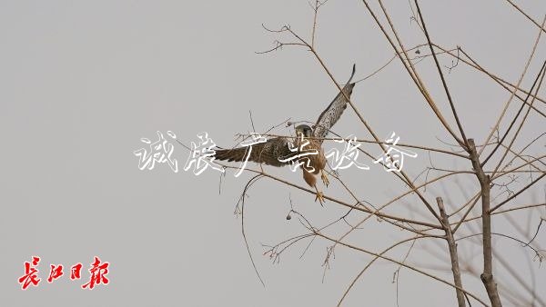 “城市小獵人”紅隼現(xiàn)宣傳欄身漢口江灘，它愛吃鼠類