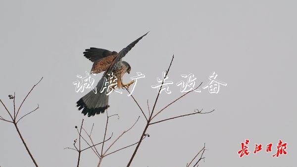 “城市小獵人”紅隼現(xiàn)宣傳欄身漢口江灘，它愛吃鼠類