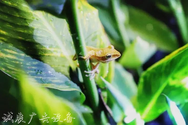 霓虹璀璨的不夜城里，太陽能垃圾桶讓我們一起守護(hù)這片黑暗