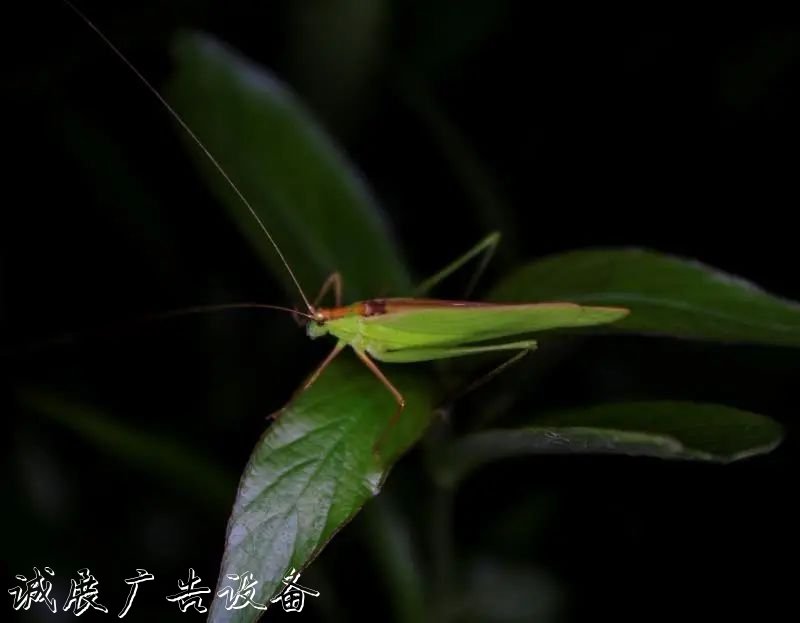 霓虹璀璨的不夜城里，太陽能垃圾桶讓我們一起守護(hù)這片黑暗