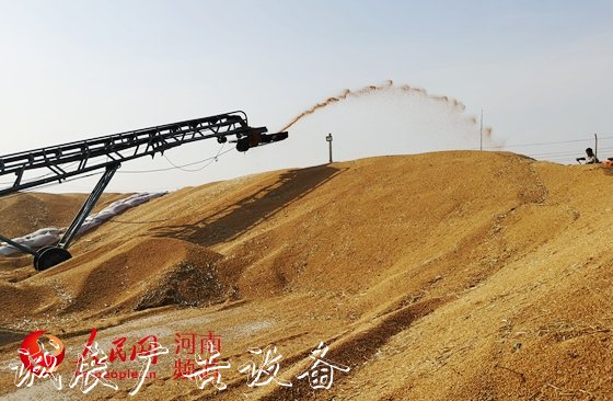 讓"中國(guó)碗"多盛"河南糧"　　8600萬畝小麥顆粒歸倉(cāng)，今年又是一個(gè)豐收年！近年來，河南糧食連年豐收，總產(chǎn)量穩(wěn)定在1300億斤左右。全國(guó)1/10的糧食、超過1/4的小麥均產(chǎn)自這里，<a href=